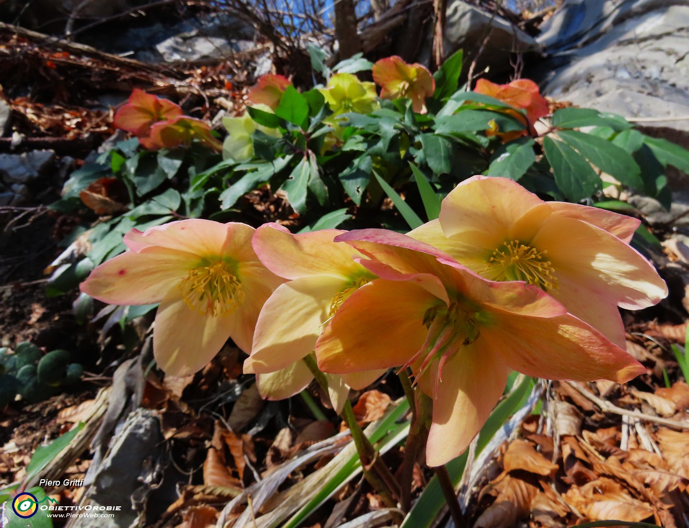 68 Ellebori baciati dal sole.JPG